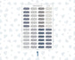 Wild Sage & Muted Slate 1 Inch Scalloped Labels Sticker Sheet | Functional Planner Stickers | Weekly Planner Labels